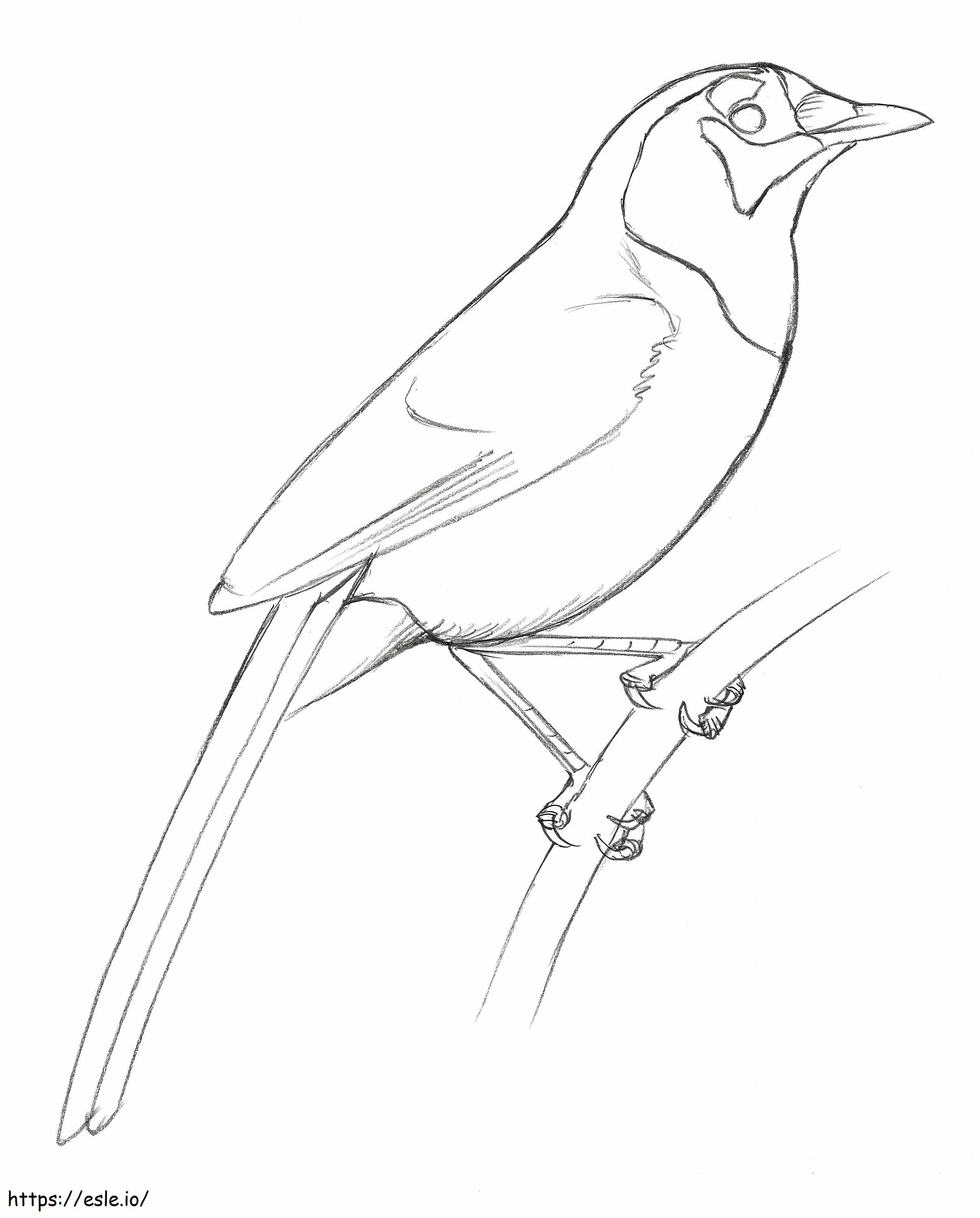 The Birds By David Sibley Scaled coloring page