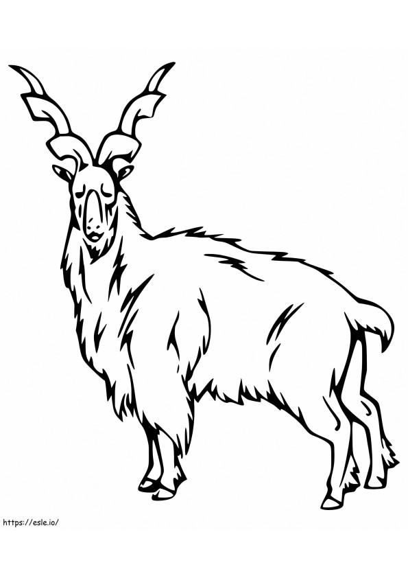 Free Markhor coloring page