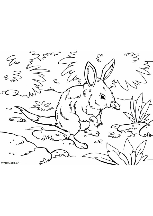 Lovley Bilby coloring page
