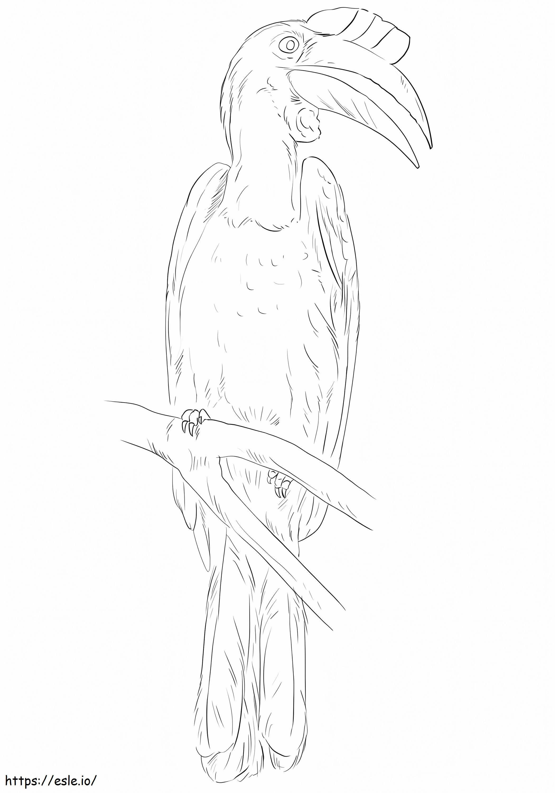 Wrinkled Hornbill 1 coloring page