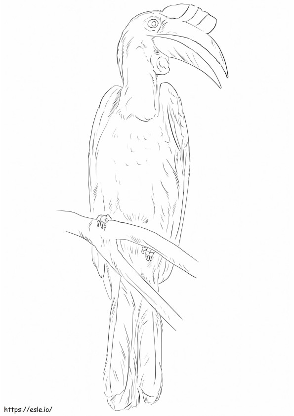 Wrinkled Hornbill 1 coloring page