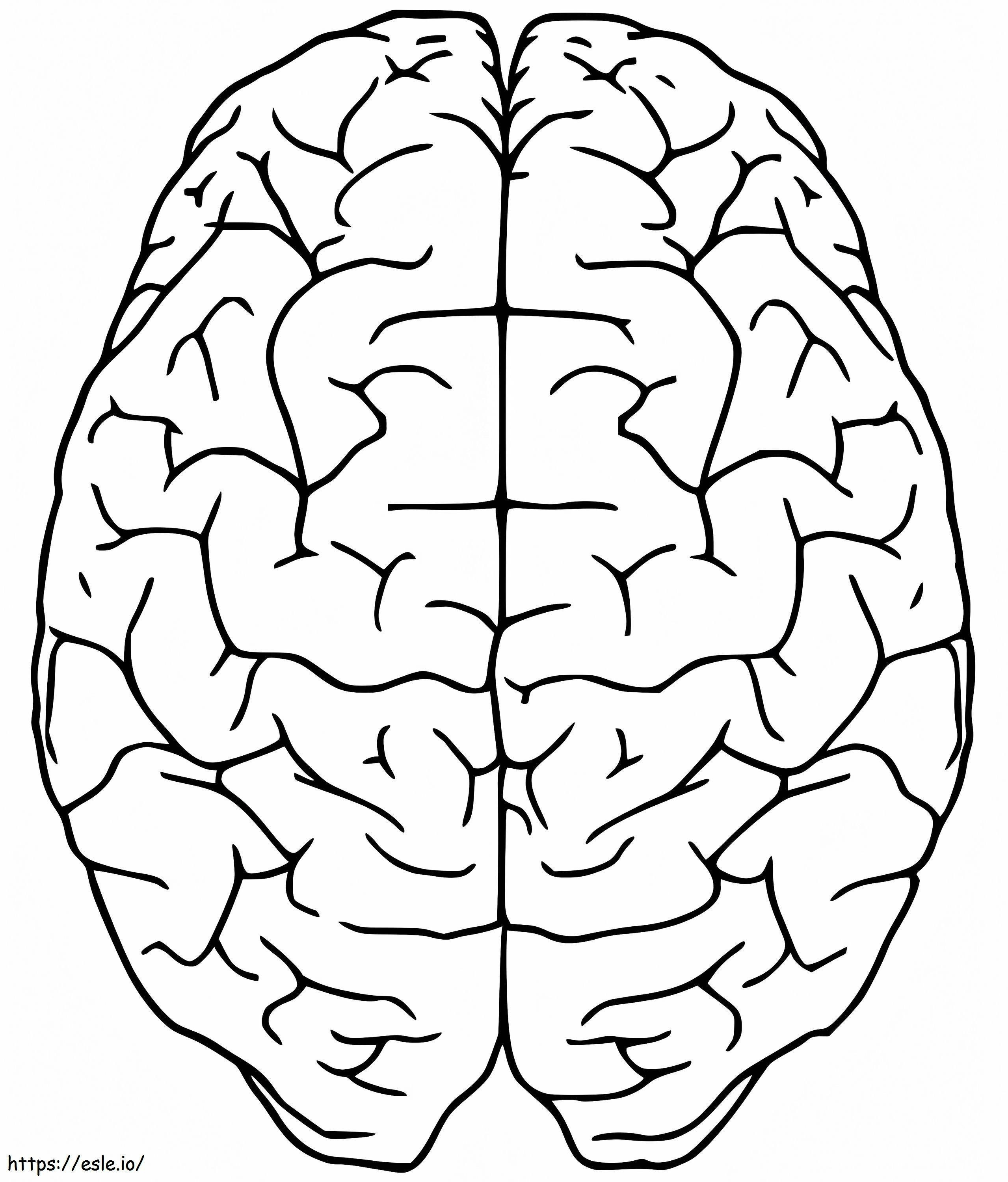 Free Human Brain coloring page