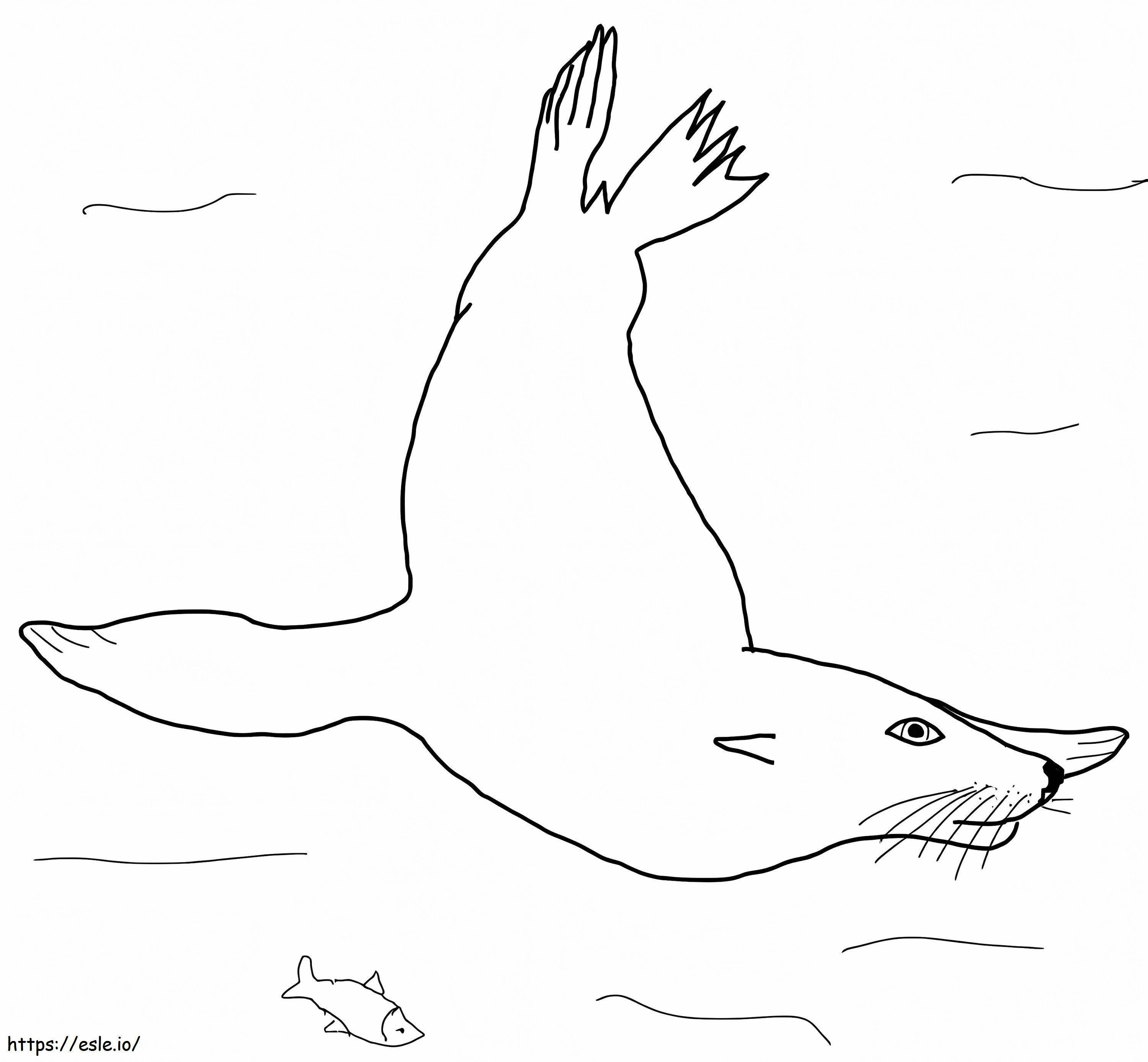 Deniz Aslanı Yüzme boyama