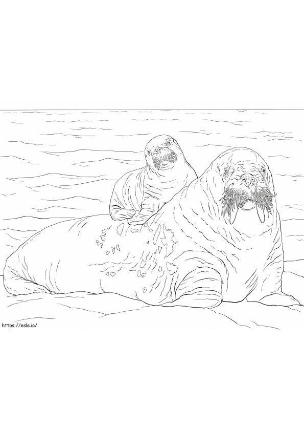 Mother With Baby Walrus coloring page
