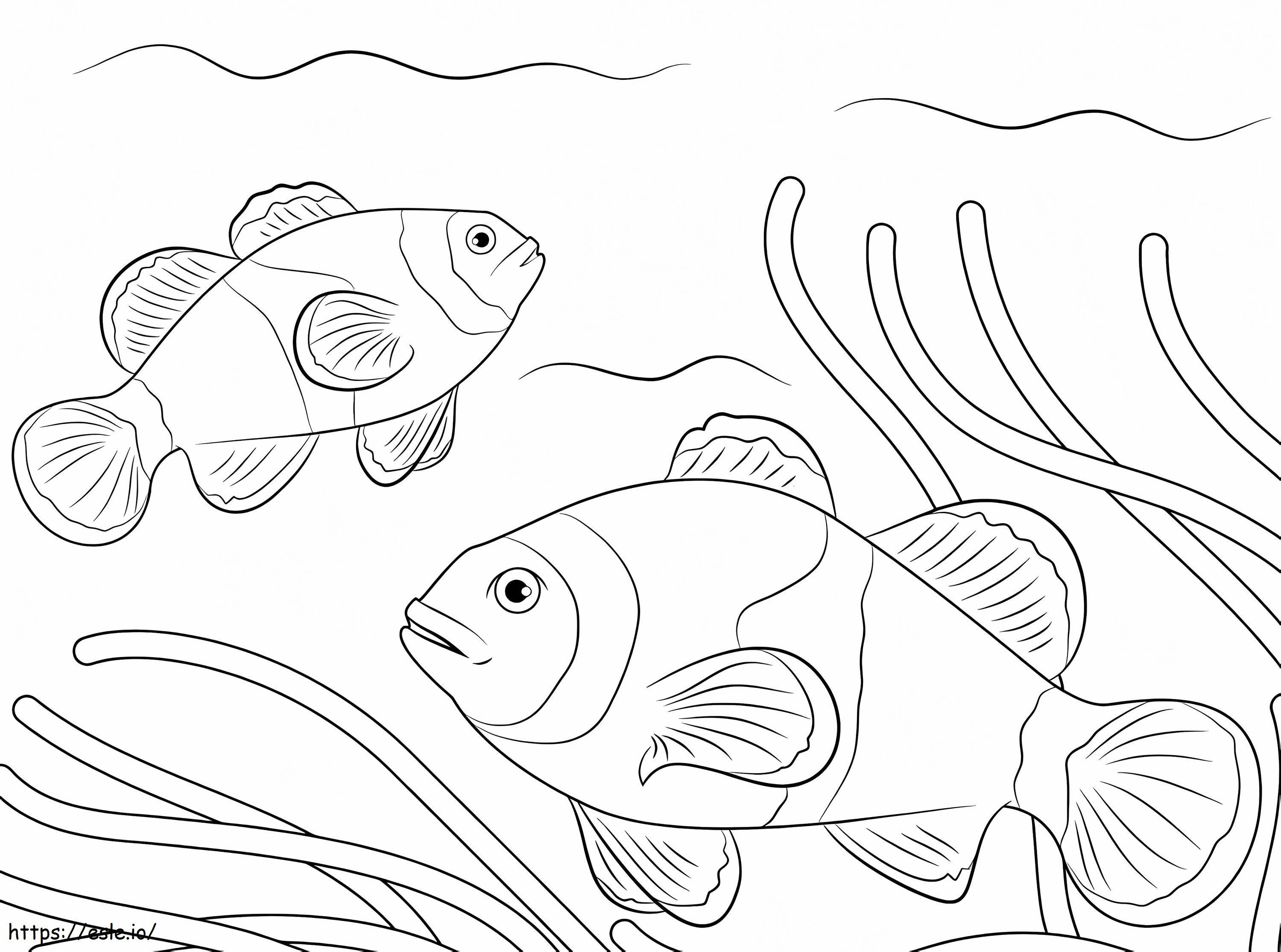 Ocellaris Clownfishes coloring page