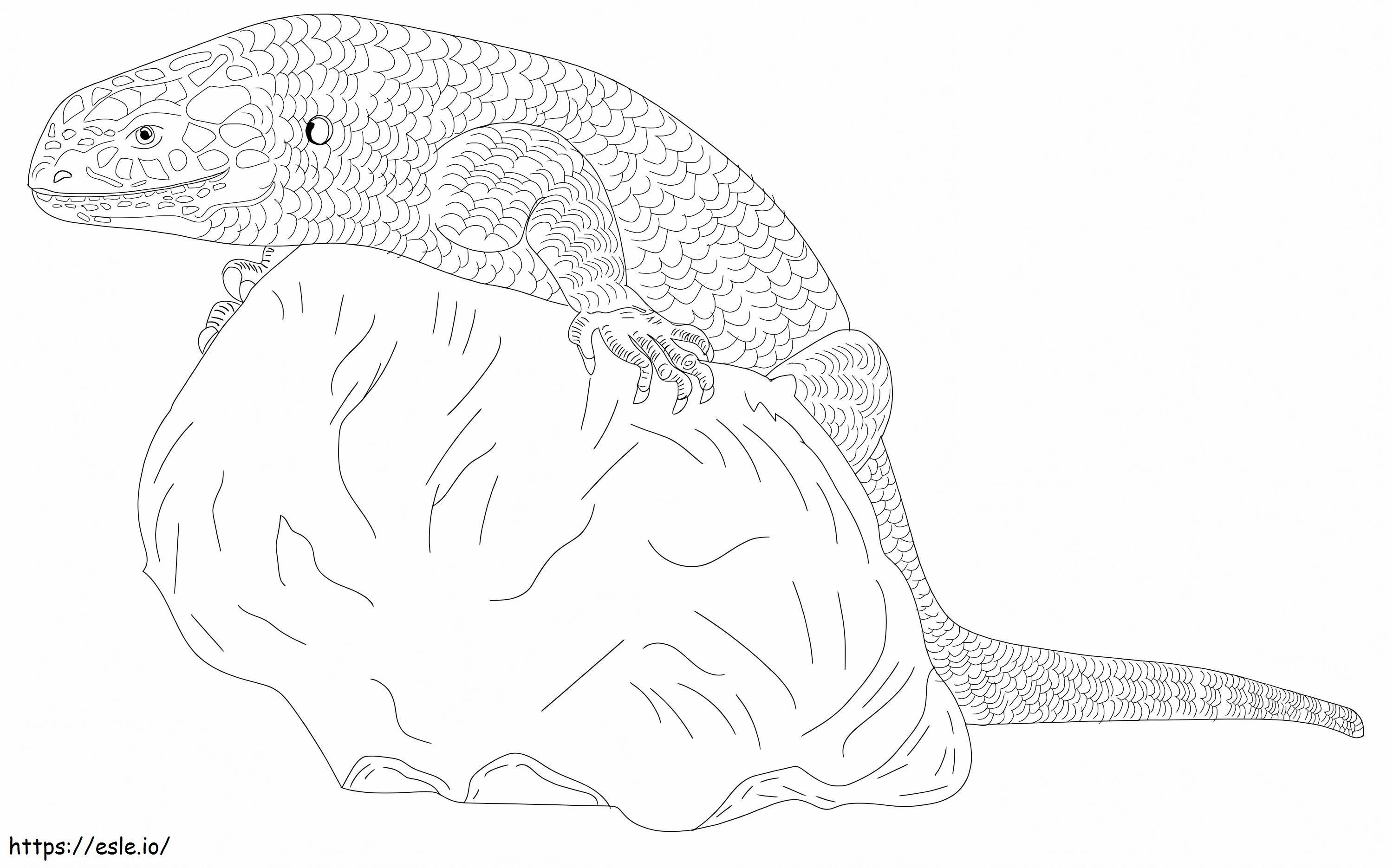 Giant Skink coloring page