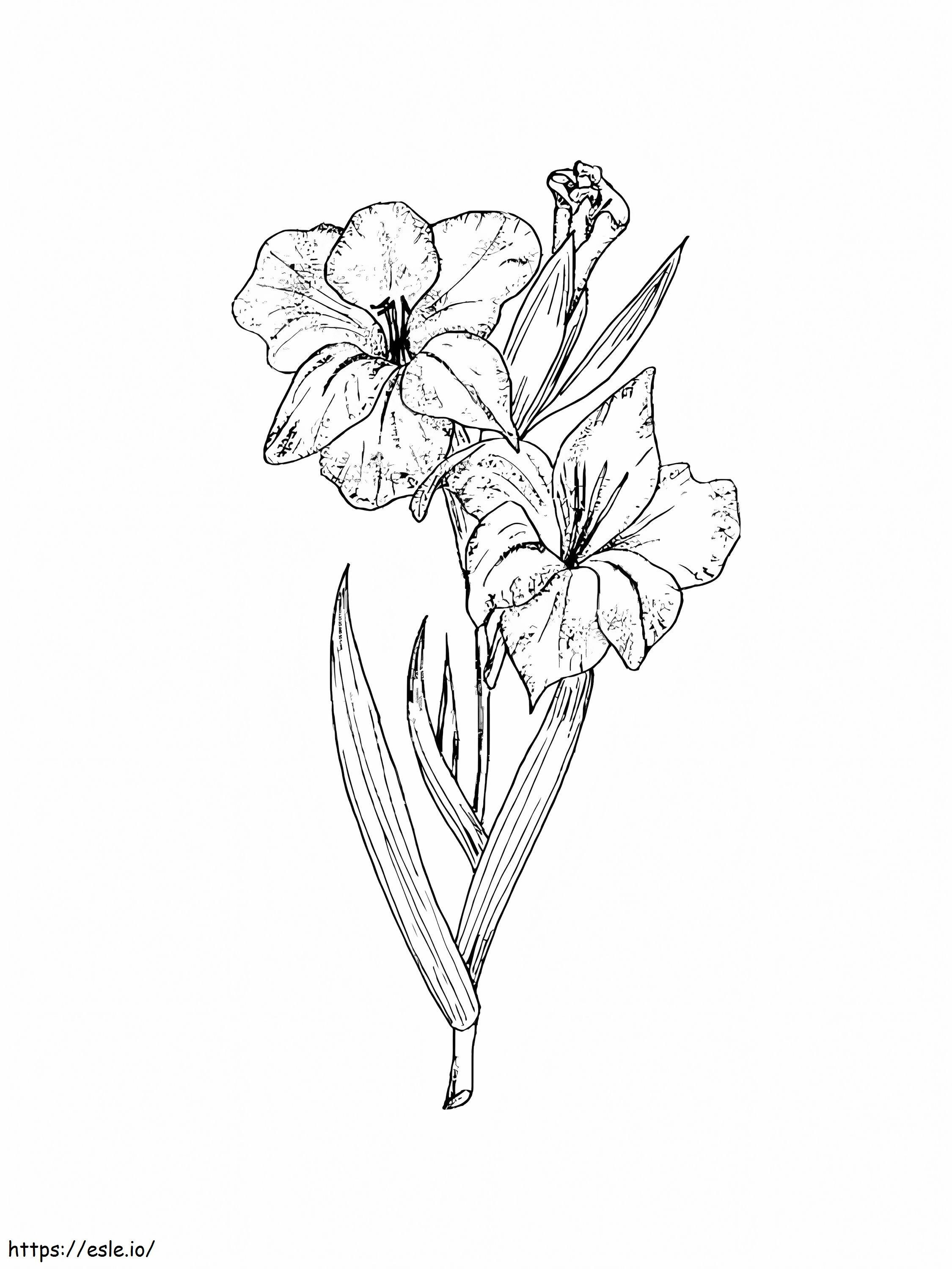 Gladiolus Flowers 6 coloring page
