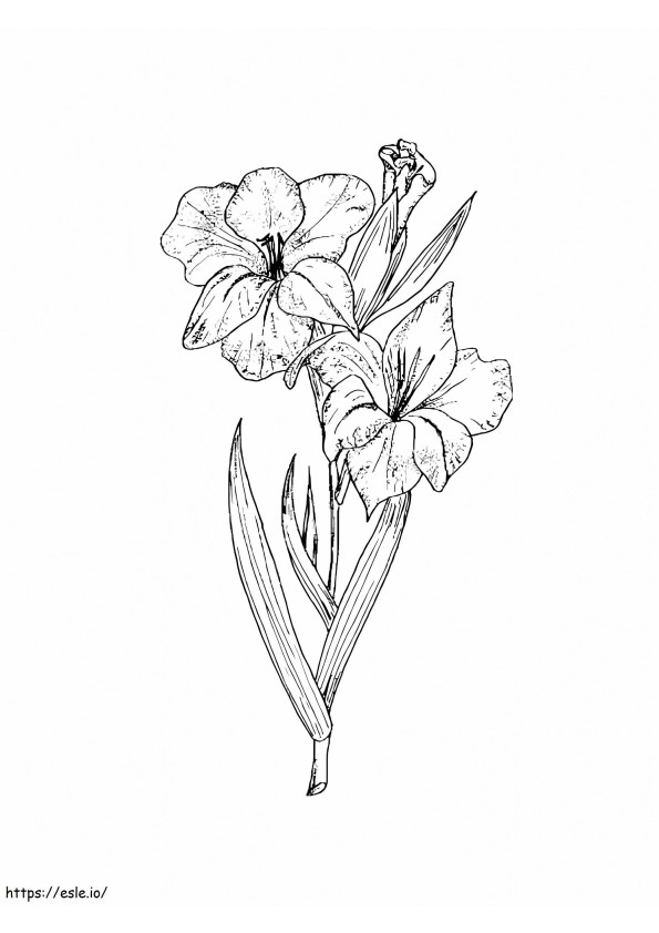 Flores de gladiolo 6 para colorear