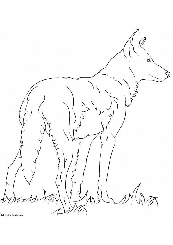Florida Red Wolf coloring page