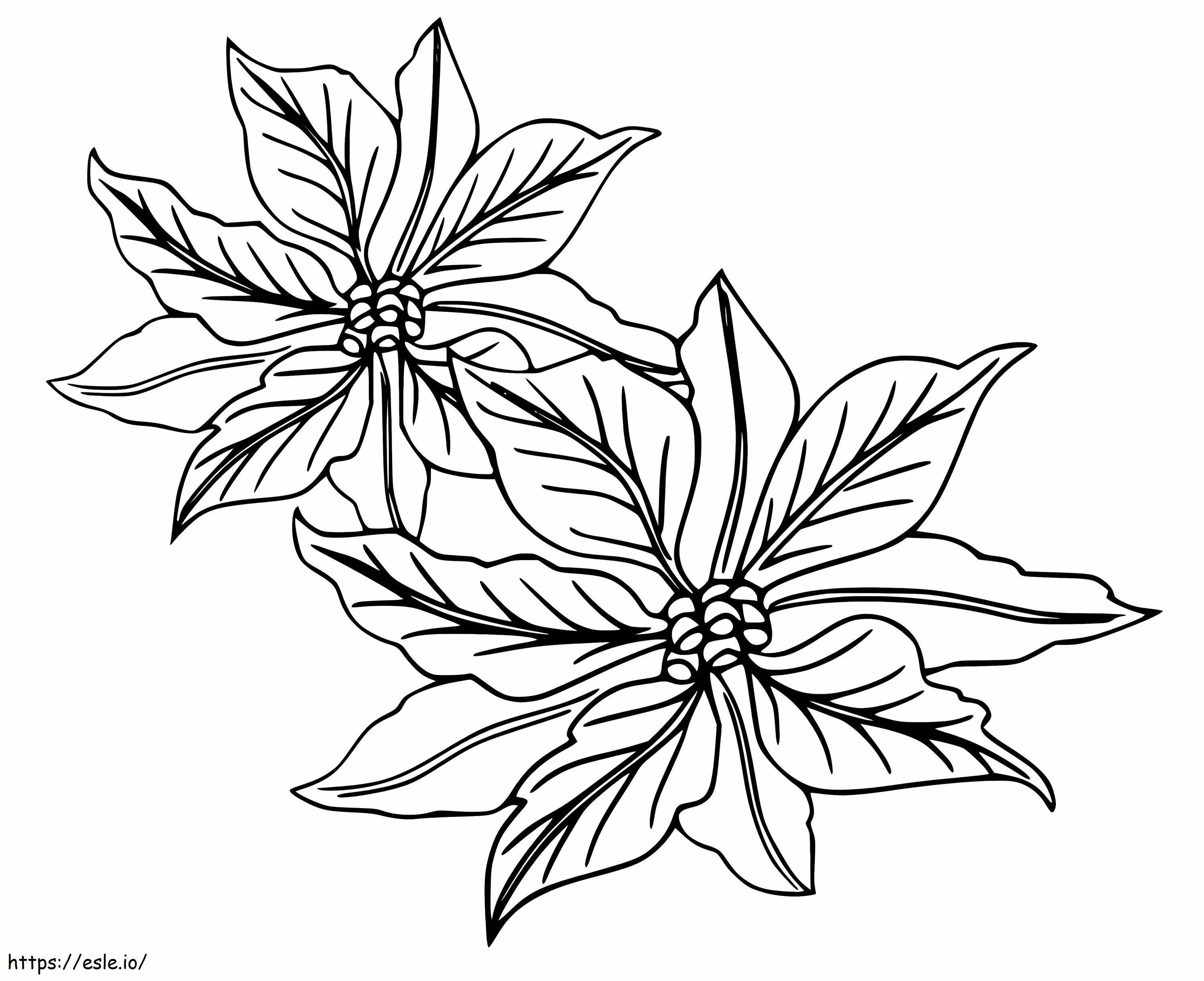 Poinsettia Flowers coloring page