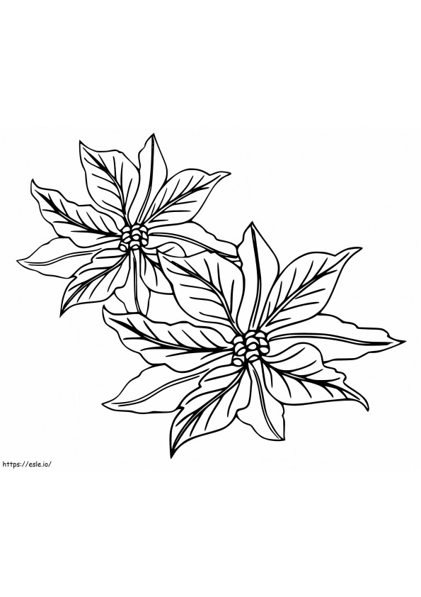 Poinsettia Flowers coloring page
