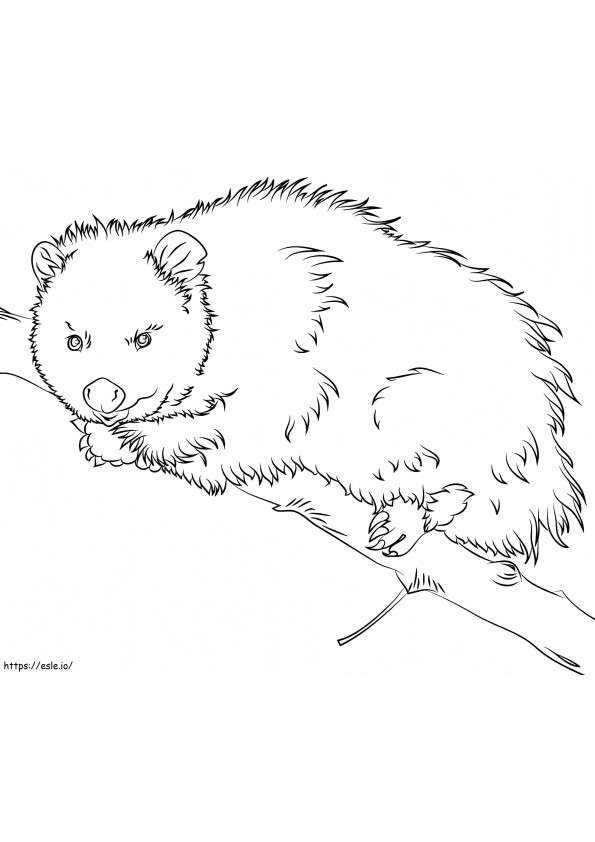 Coloriage Opossum sur un arbre à imprimer dessin