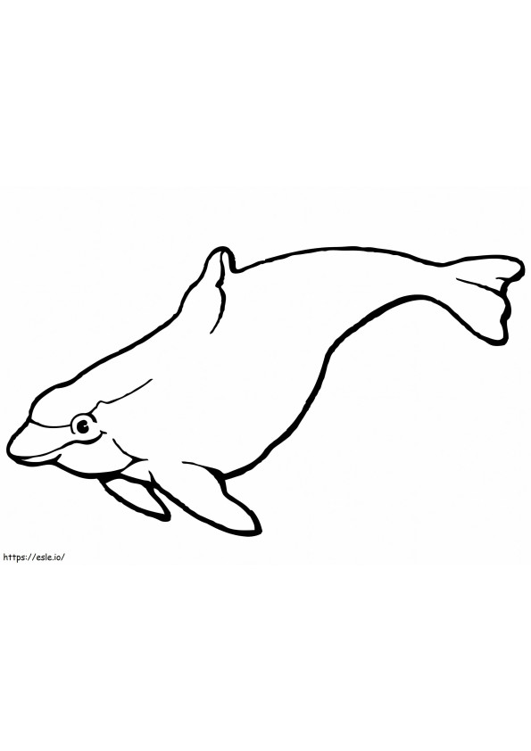 Porpoise yang lucu