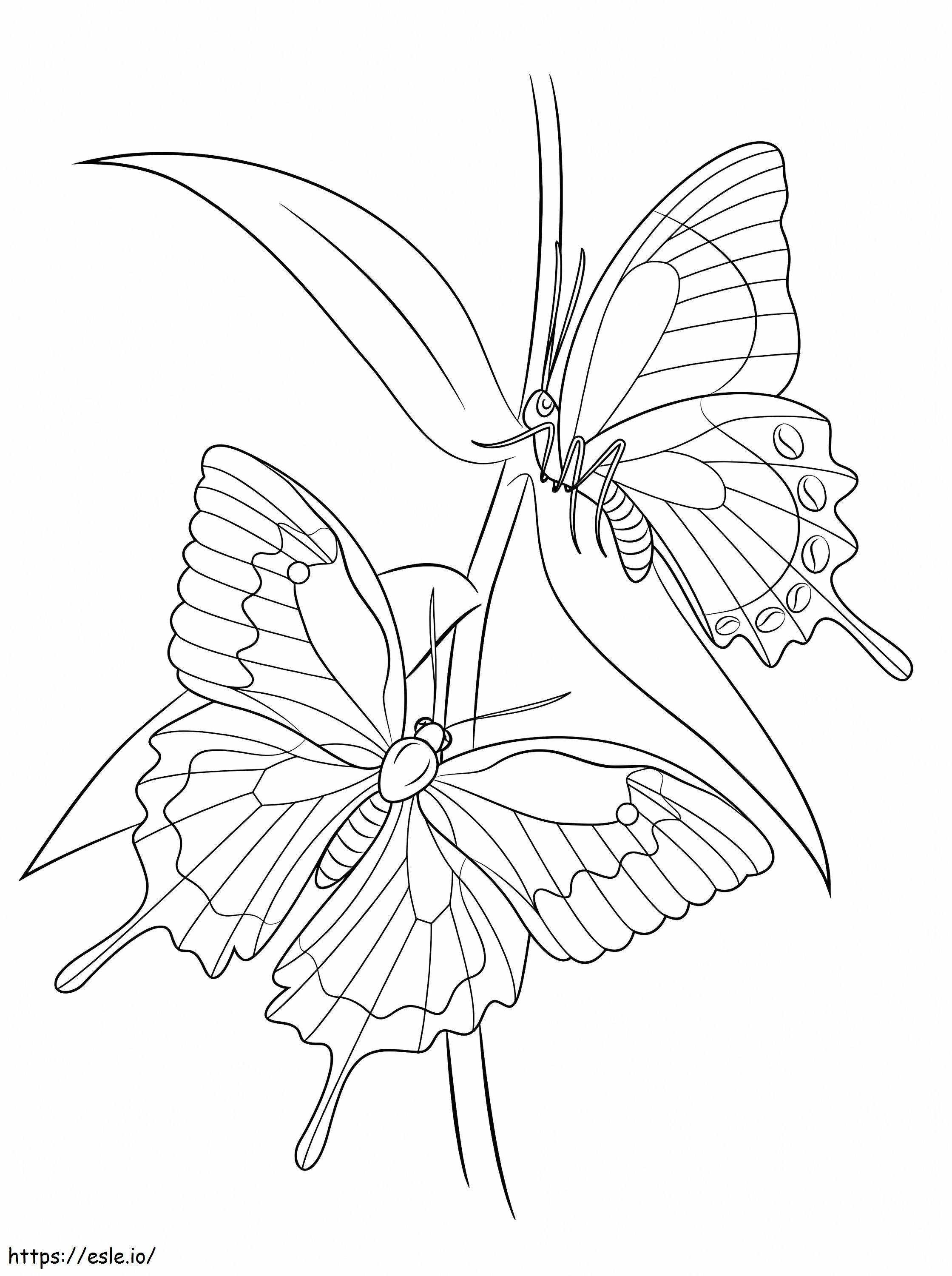 Ulysses Butterflies coloring page