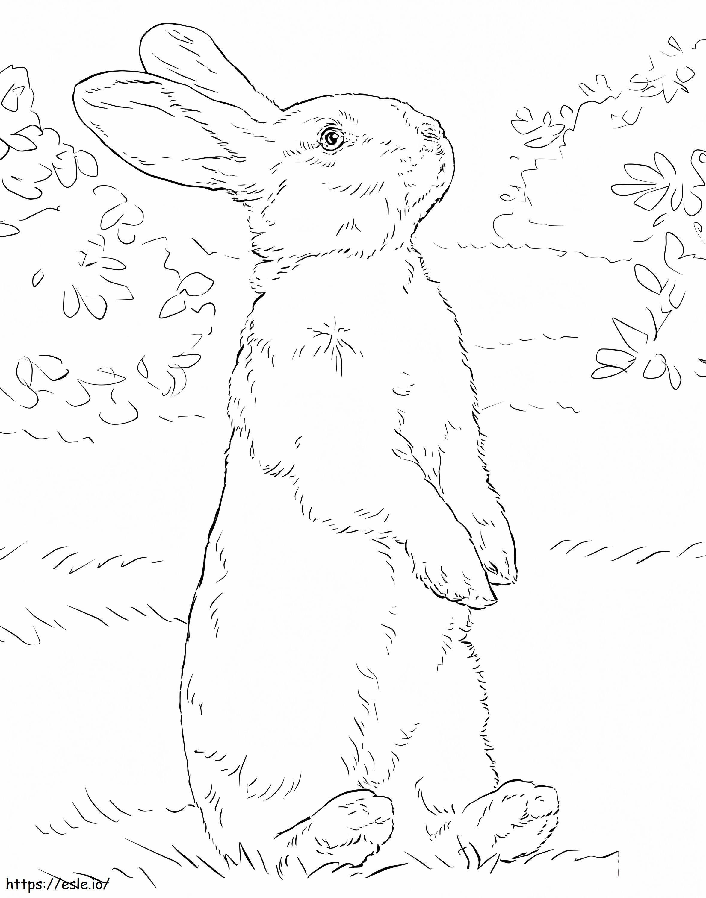 Realistisches Kaninchen ausmalbilder