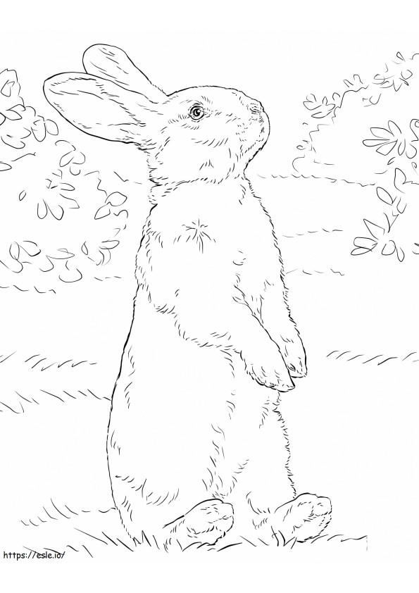 Realistic Rabbit coloring page