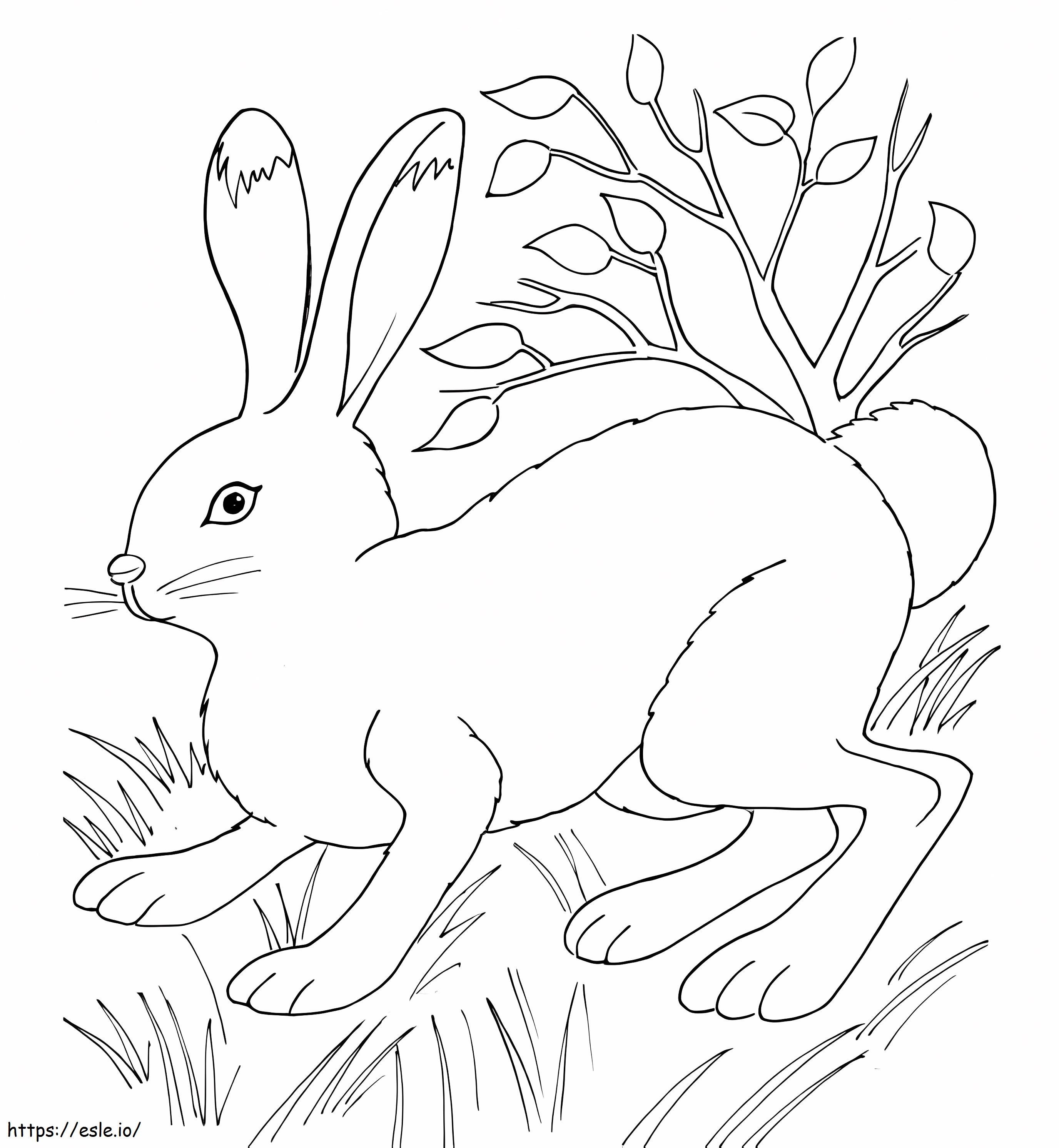 Rabbit On Grass coloring page