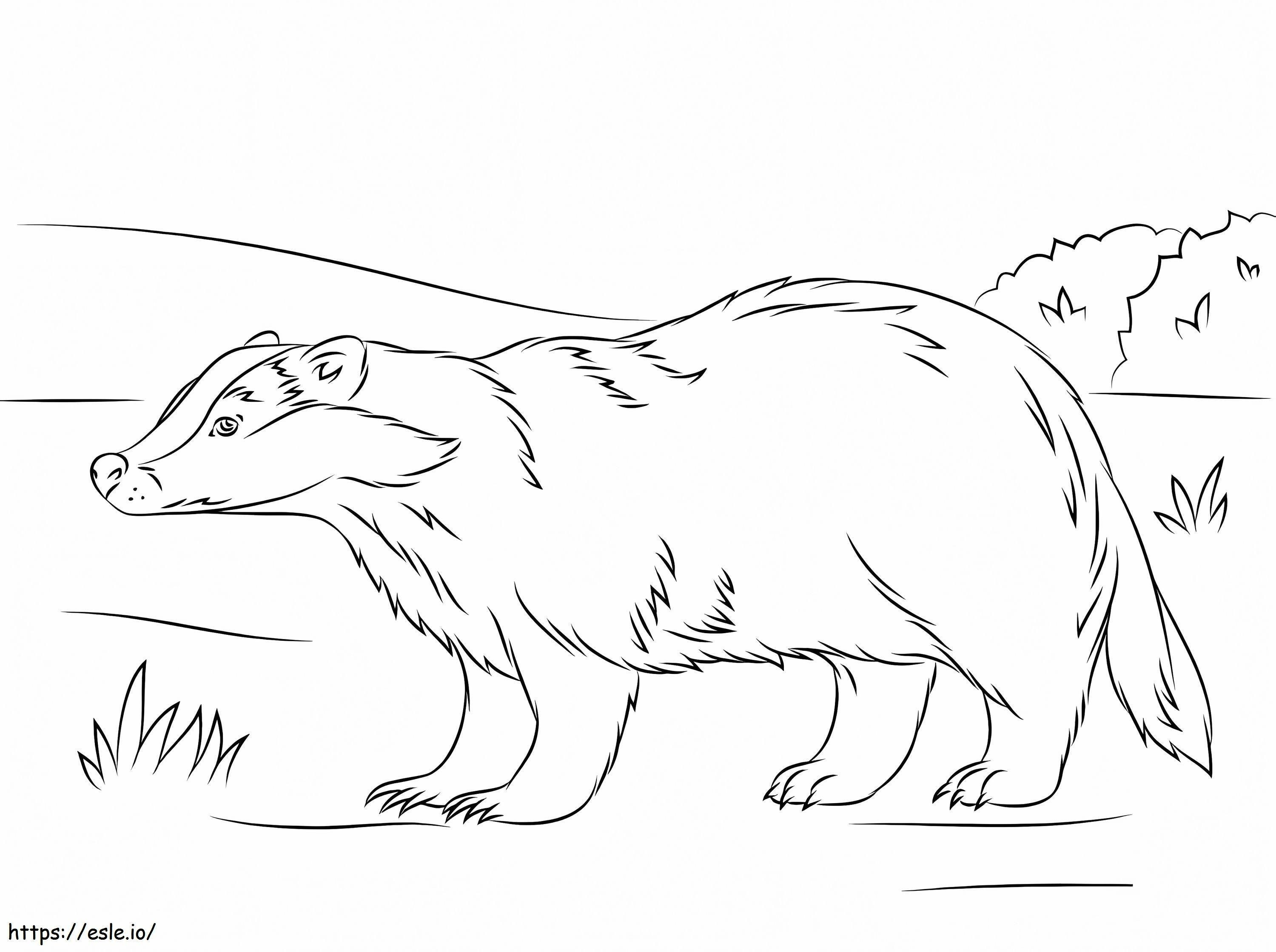 European Badger coloring page