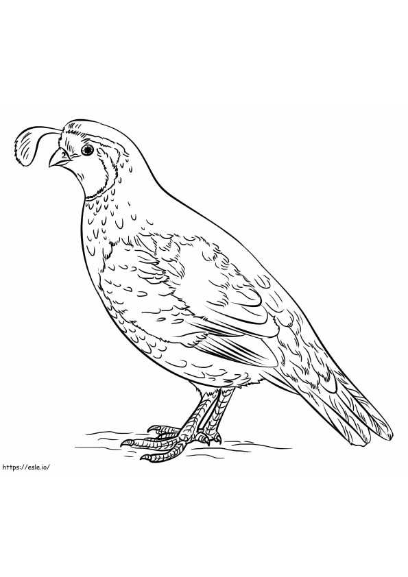 California Valley Quail coloring page