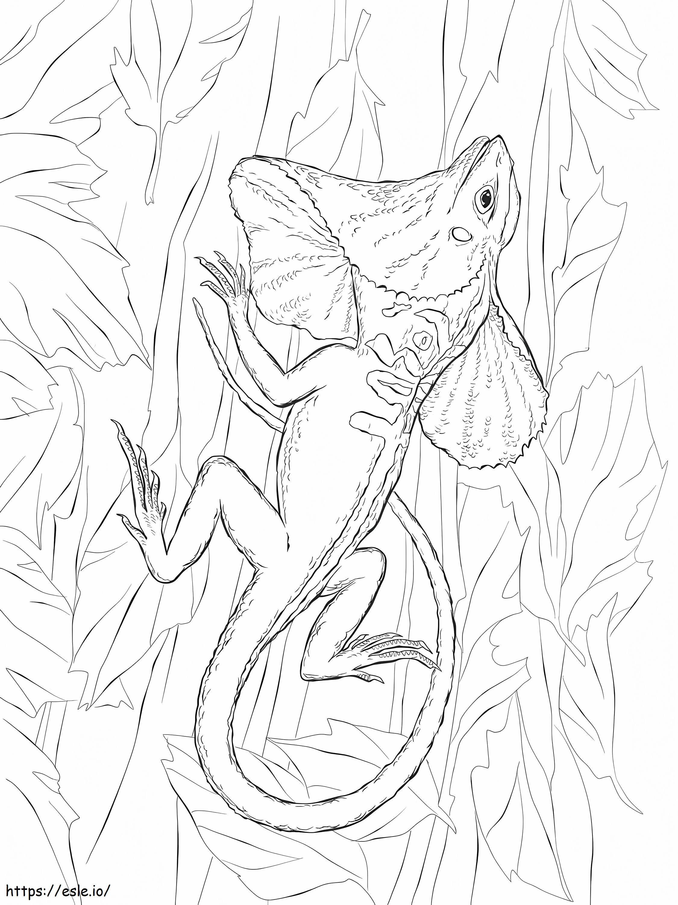 Ruffled Neck Lizard coloring page