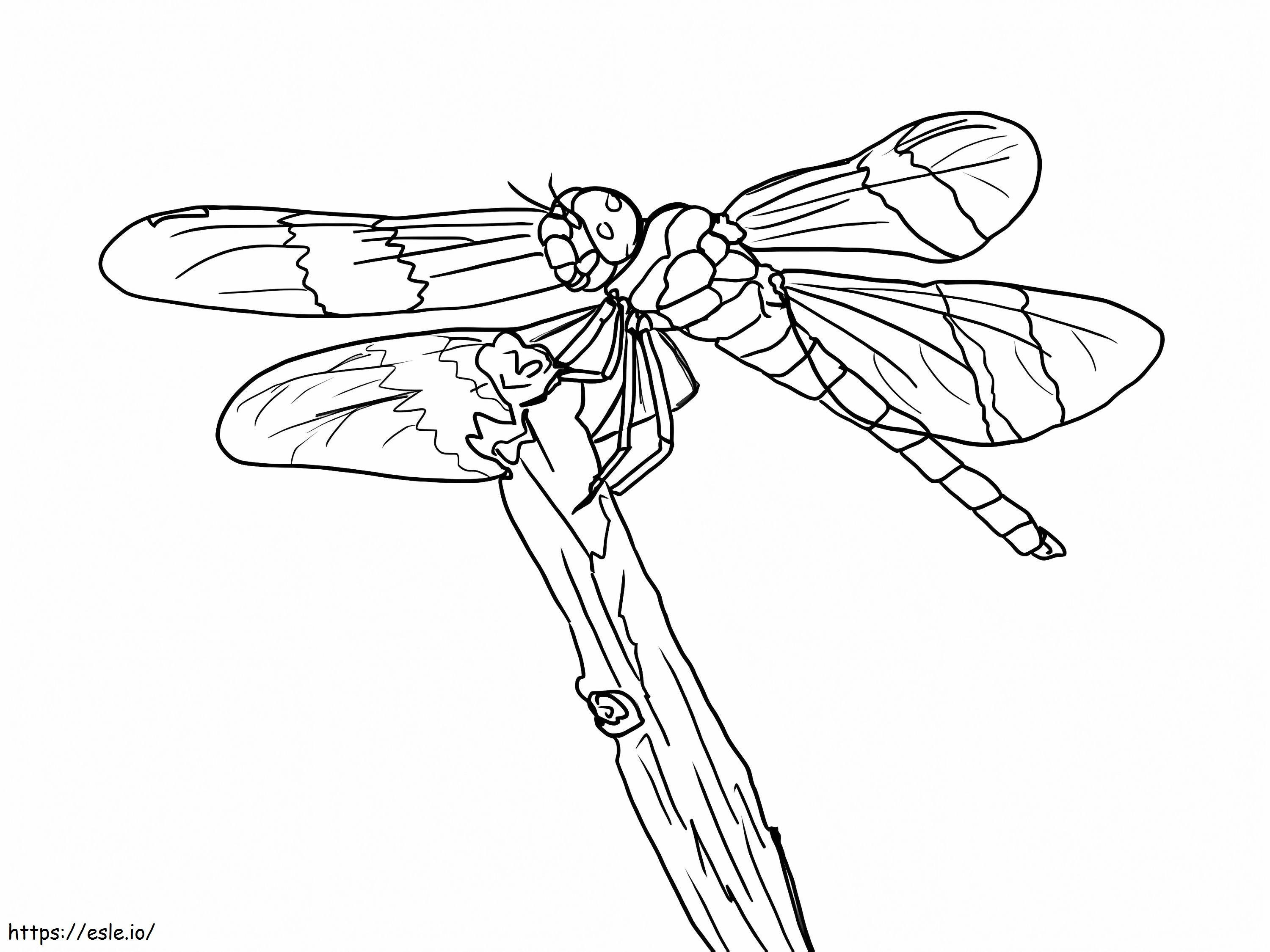 Dragonfly 1 coloring page