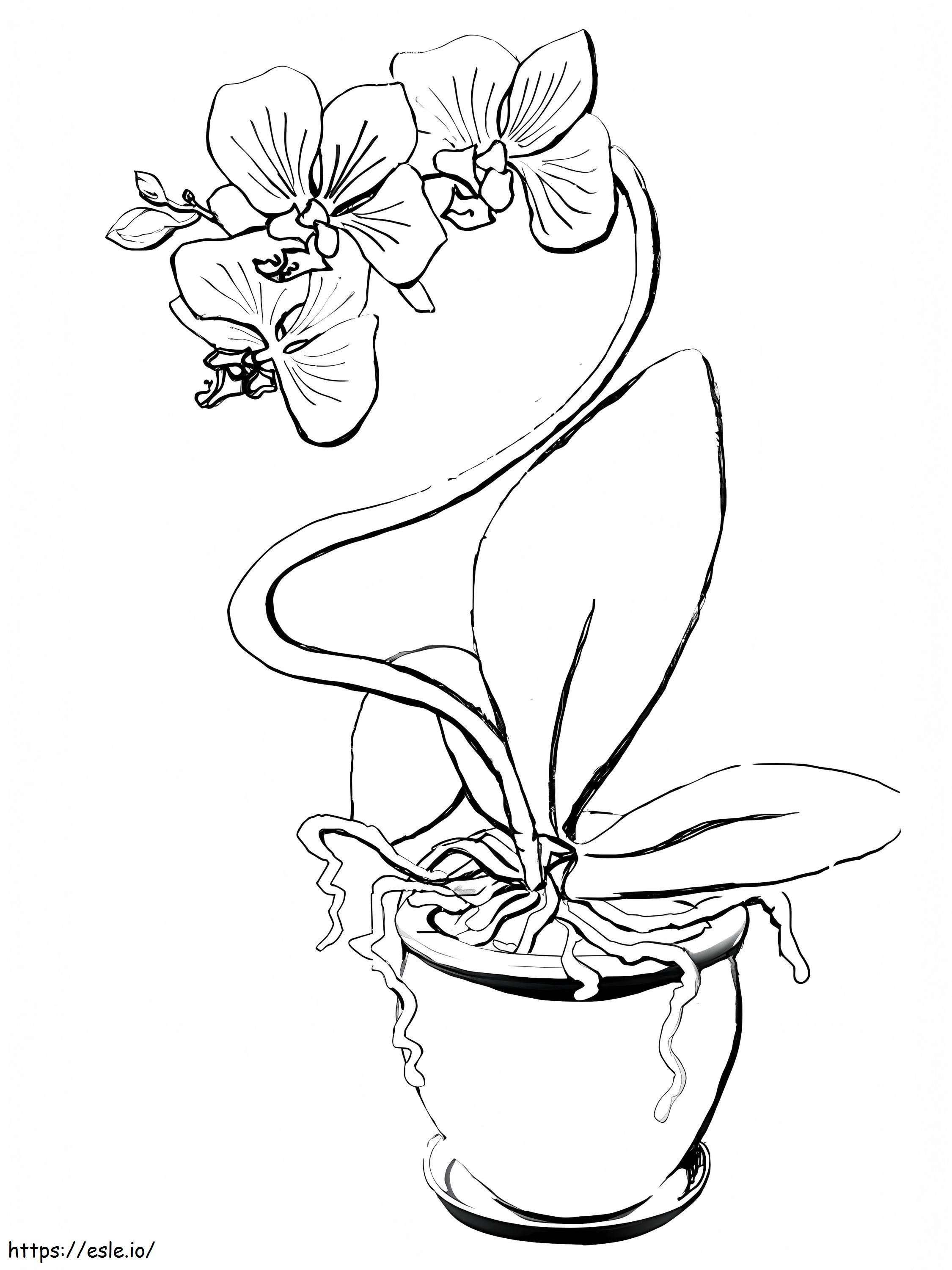 Coloriage Belle fleur d'orchidée à imprimer dessin