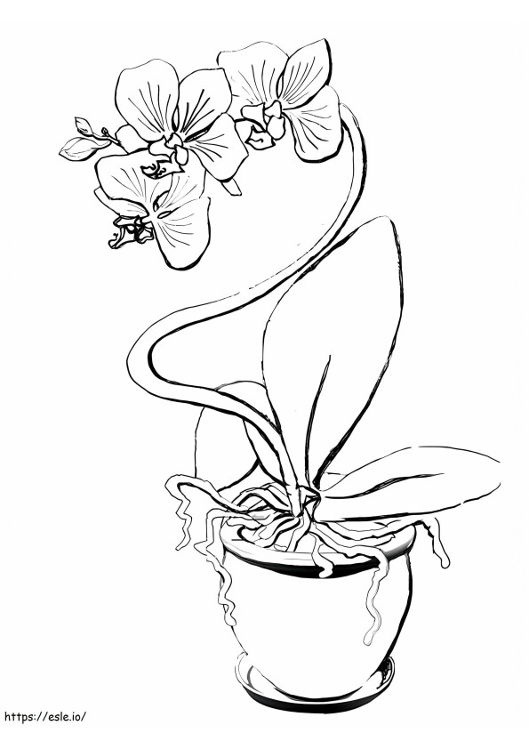 Beautiful Orchid Flower coloring page