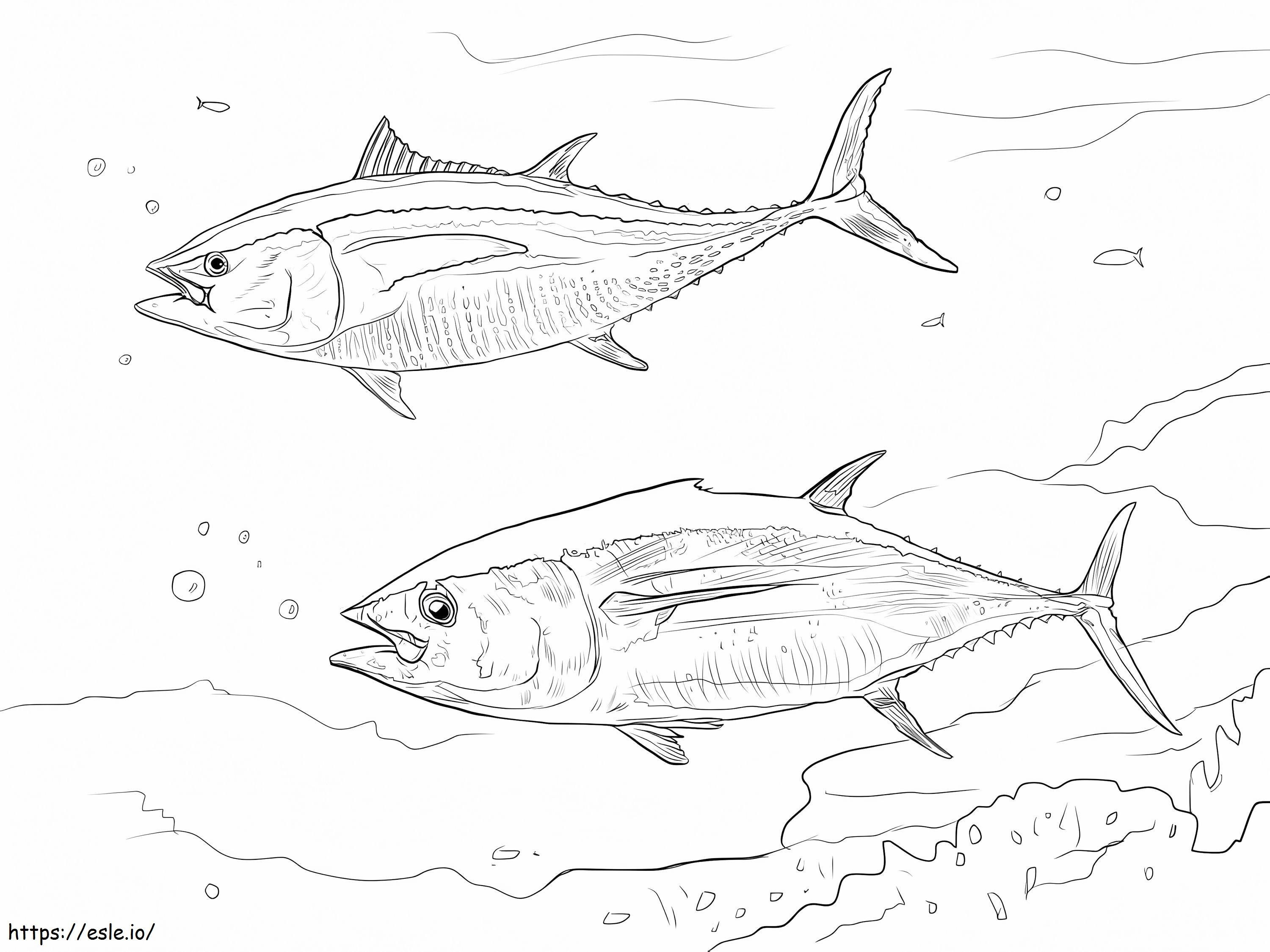Sárgaúszójú tonhal 1 kifestő