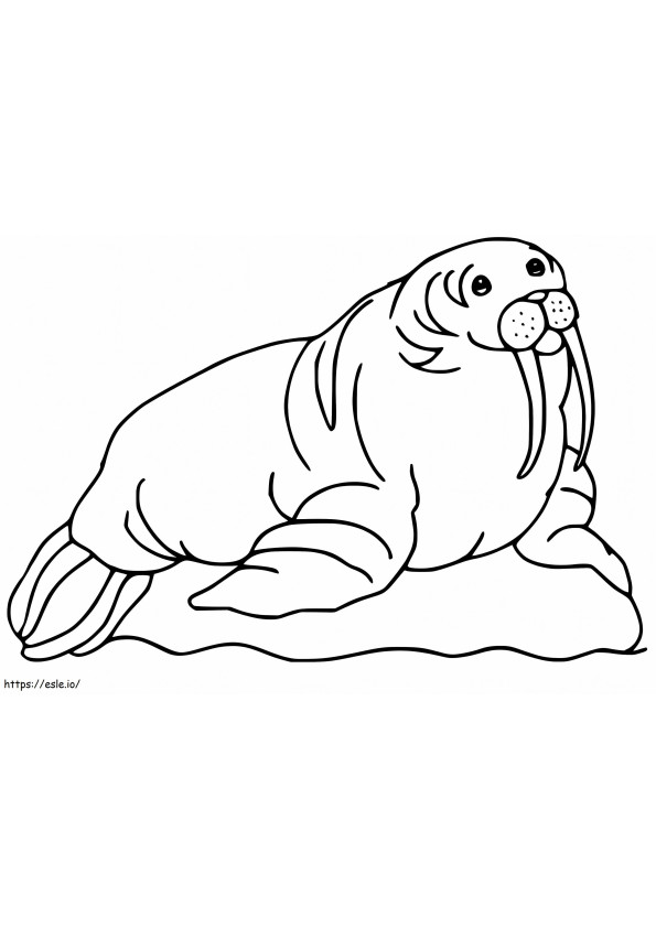 Walrus 21