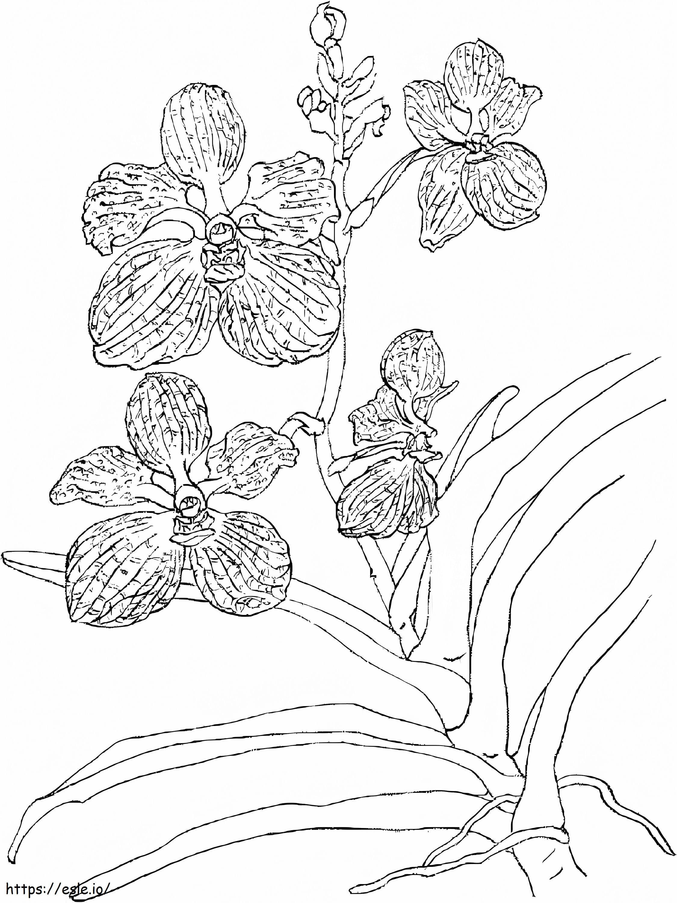 Ihmeellinen orkidea värityskuva