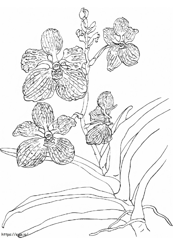 Amazing Orchid coloring page