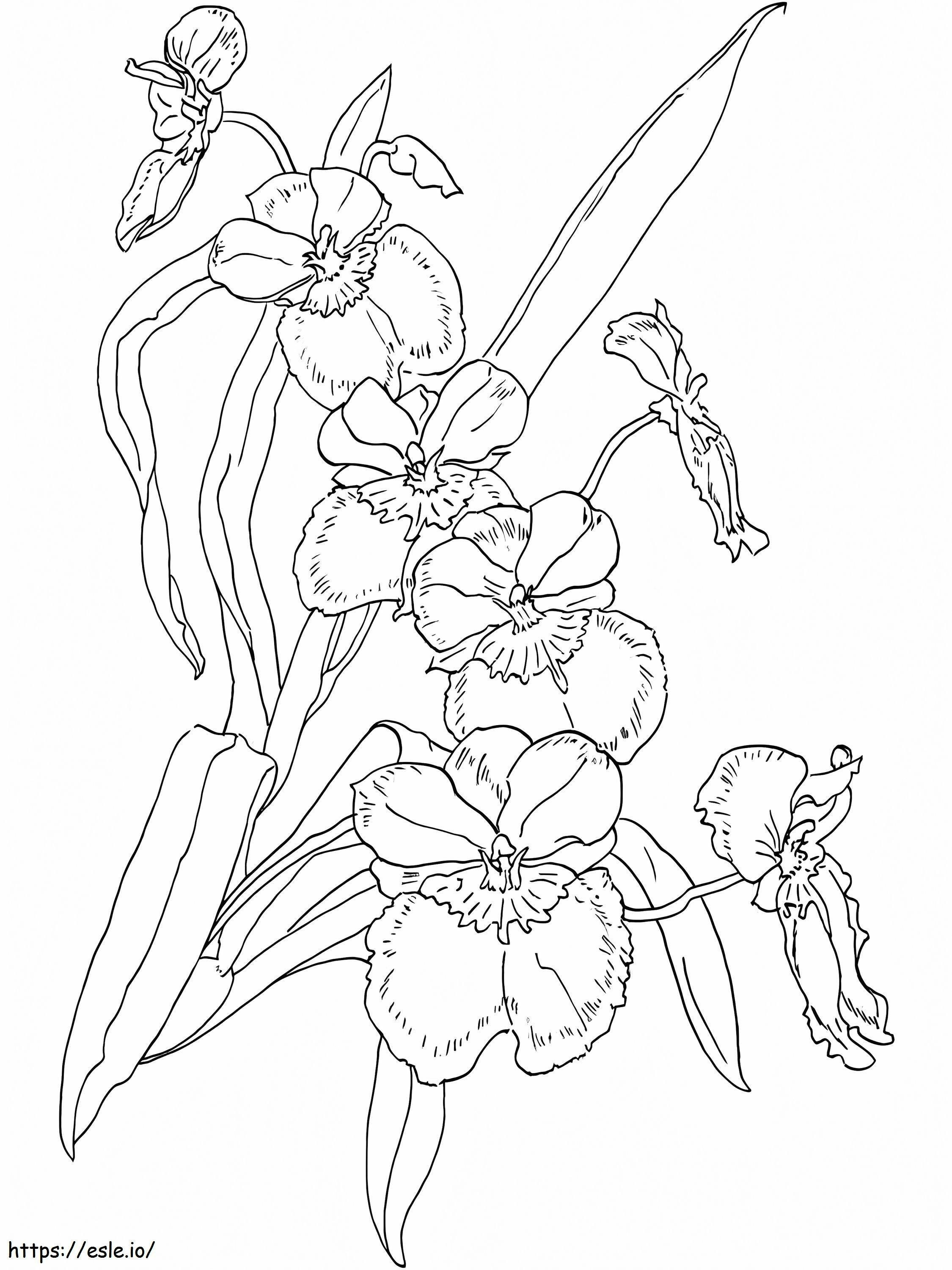 Free Orchids coloring page