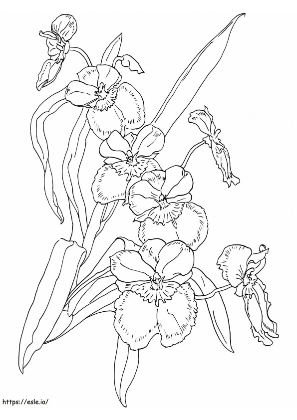 Orquídeas Grátis para colorir