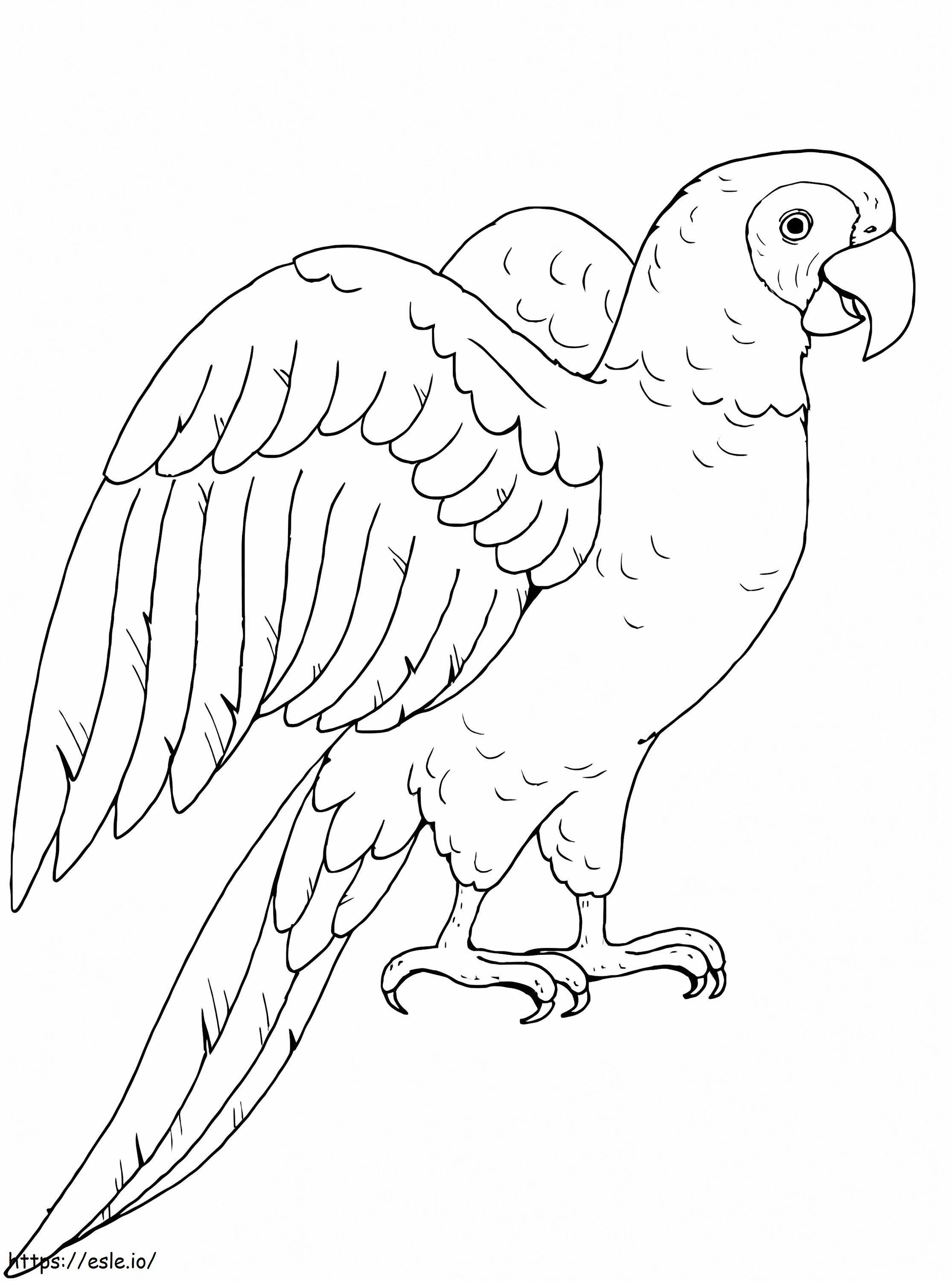 Idealna papuga kolorowanka