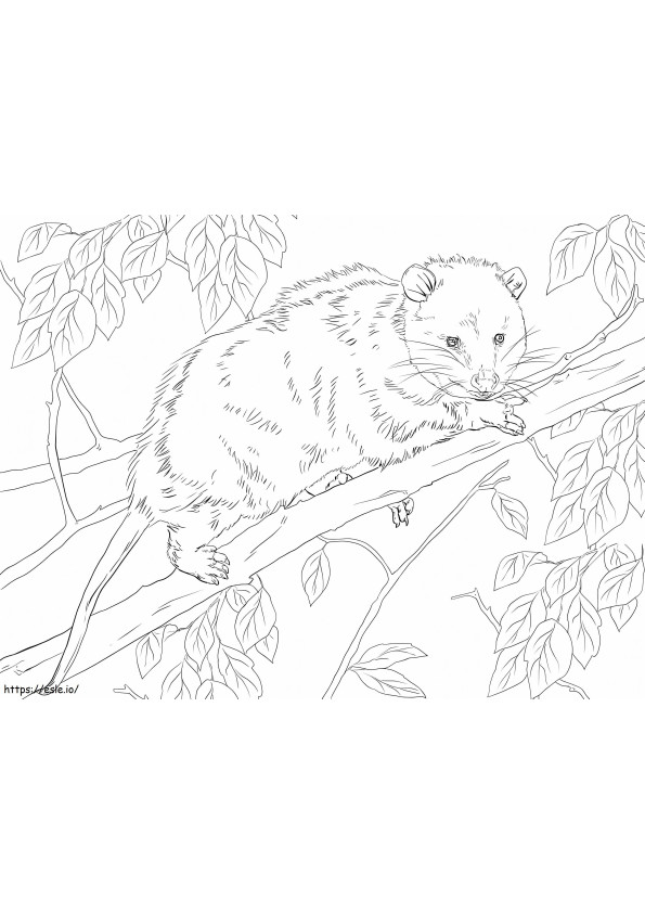 Opossum della Virginia su un ramo da colorare