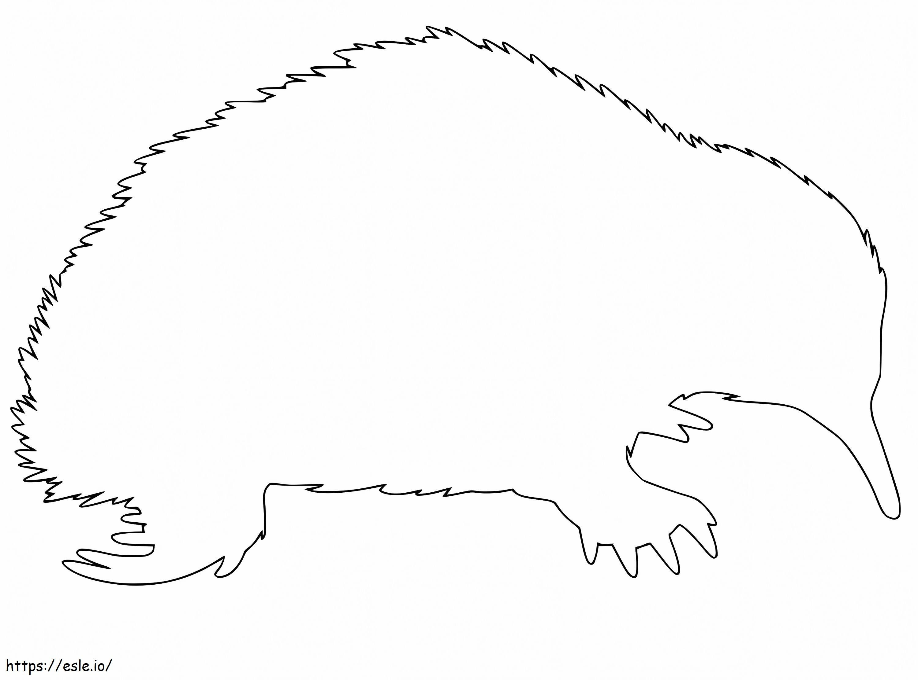 Echidna Outline coloring page