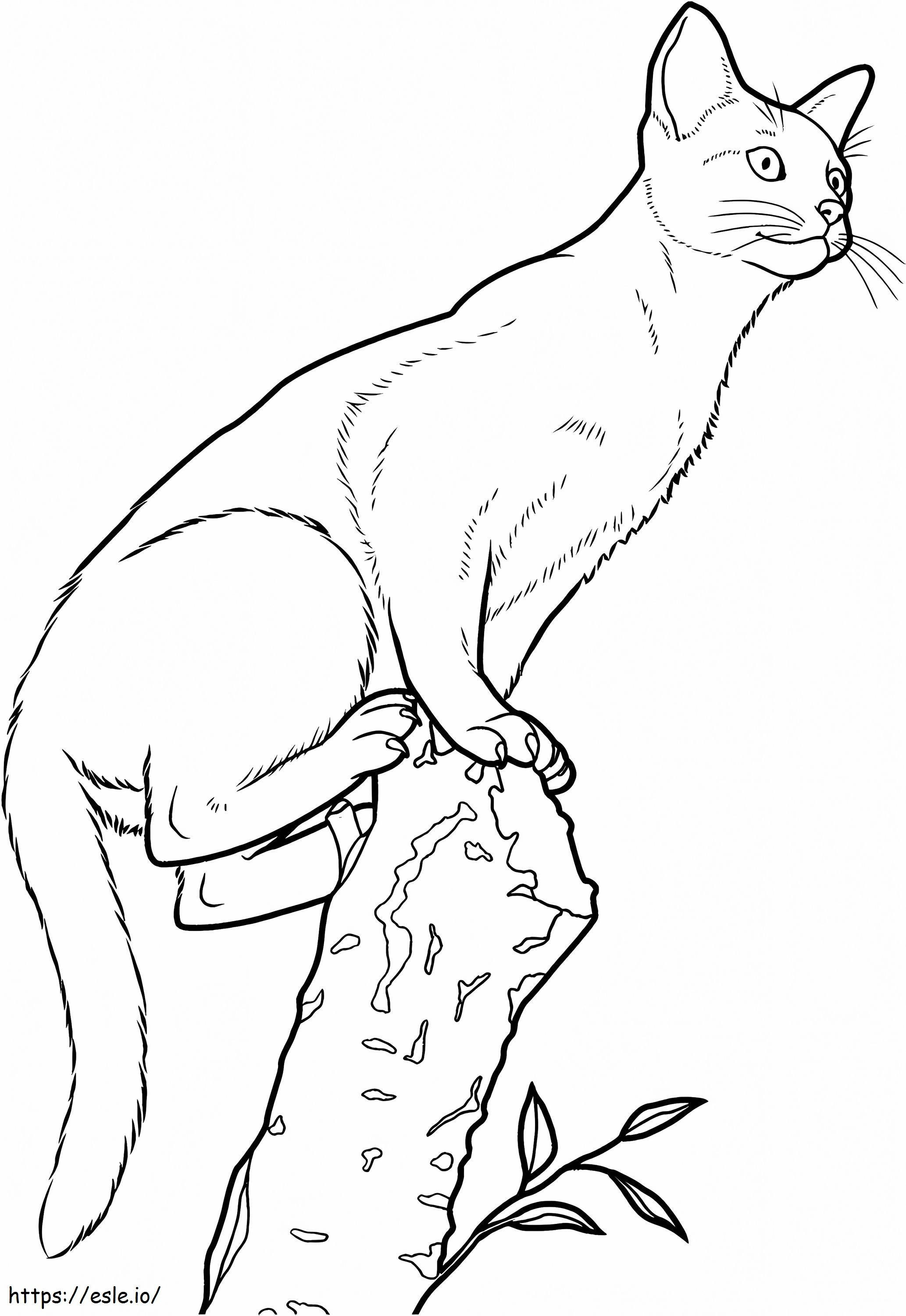 9 Mc3A8O Abyssinian coloring page