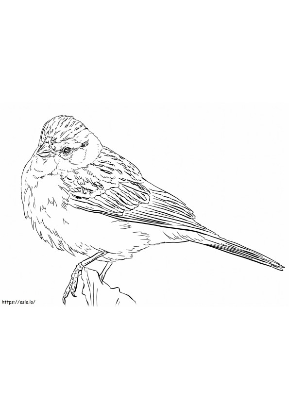 Realitic Chipping Sparrow coloring page