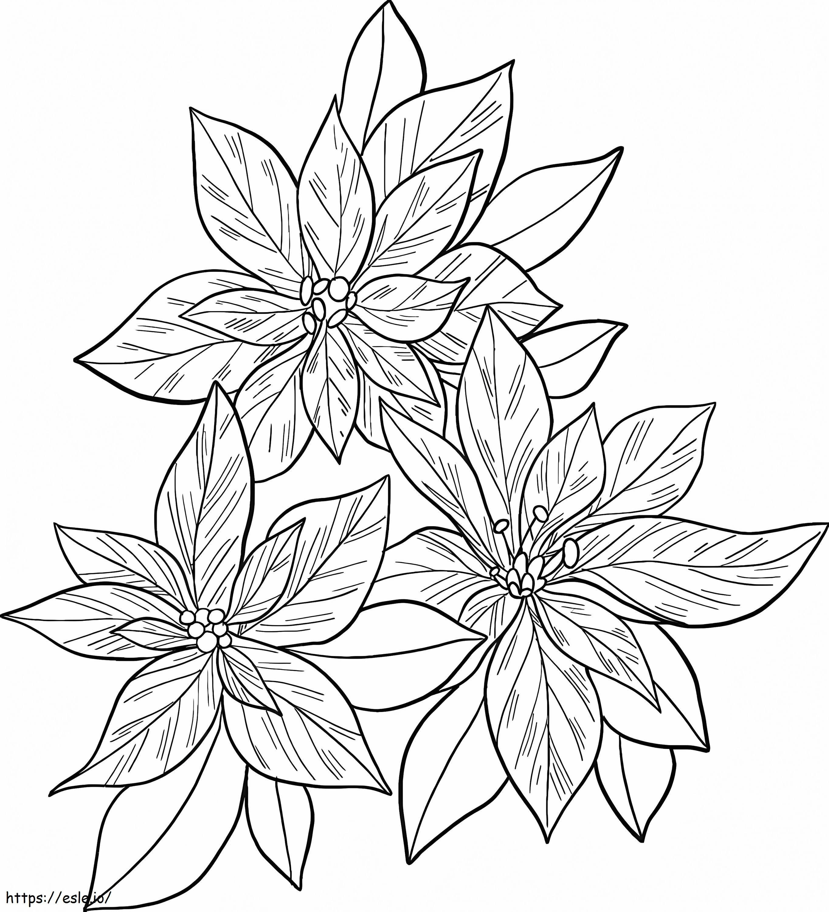 Poinsettia To Color coloring page