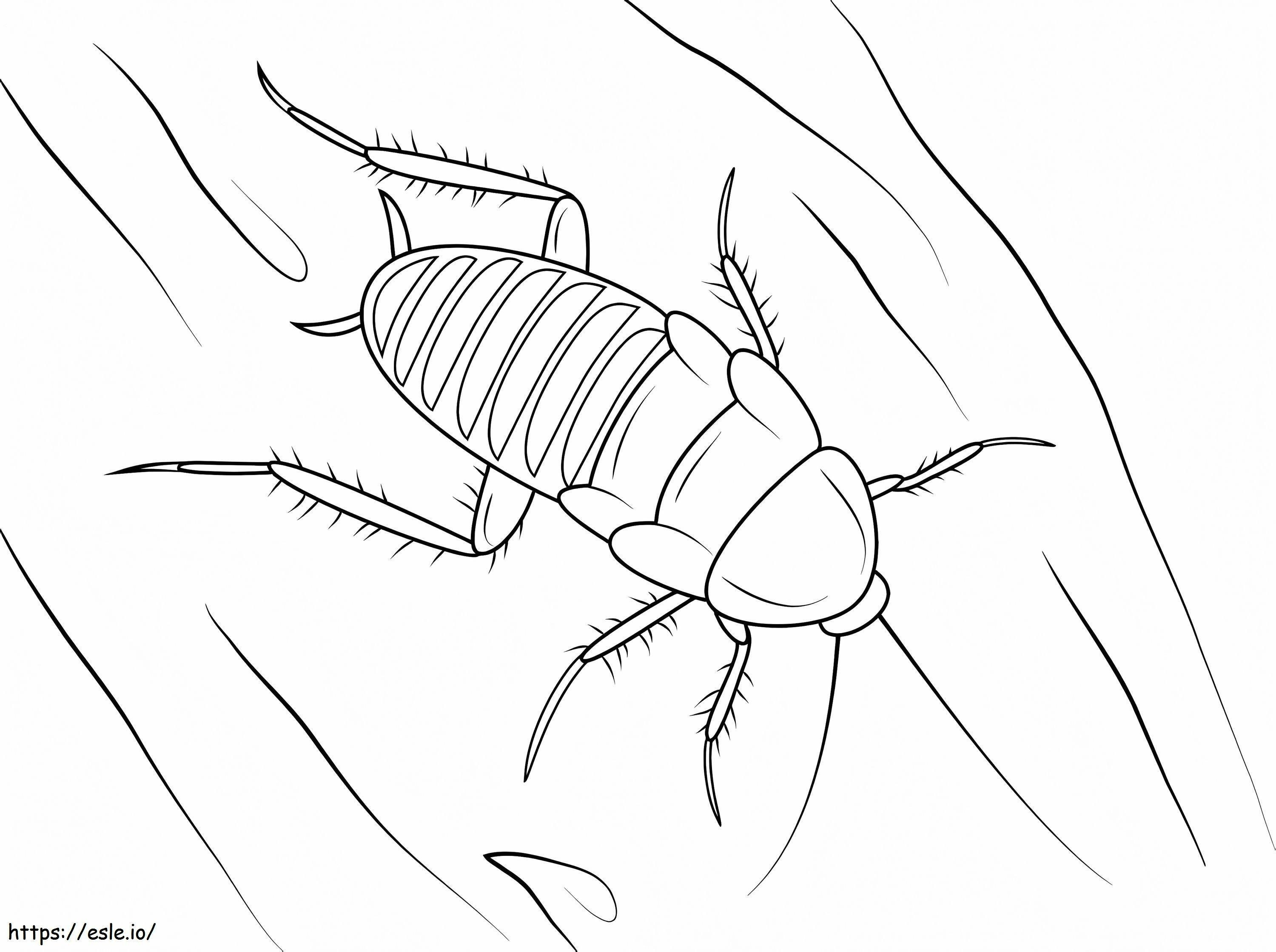 Zebra Cockroach coloring page