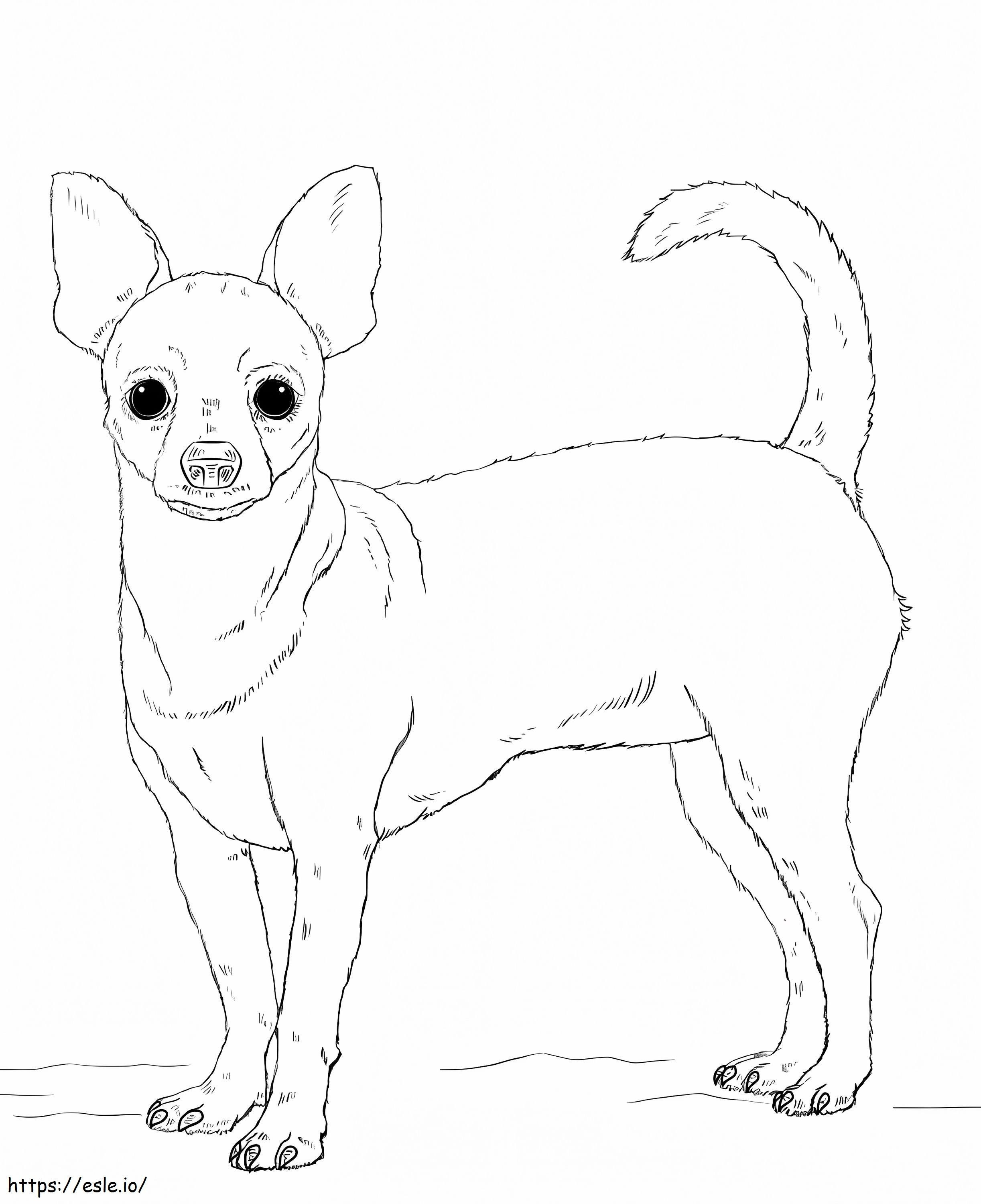 Cachorro chihuahua para colorir