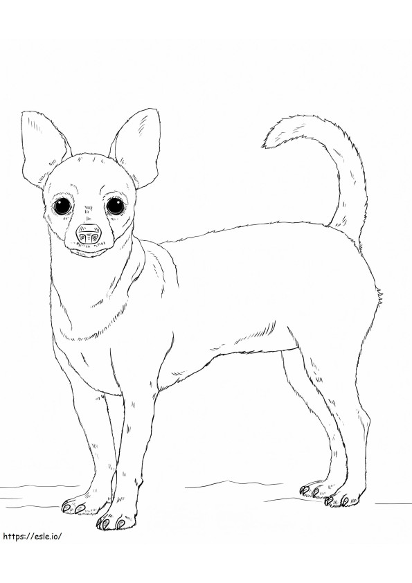 Anjing Chihuahua Gambar Mewarnai