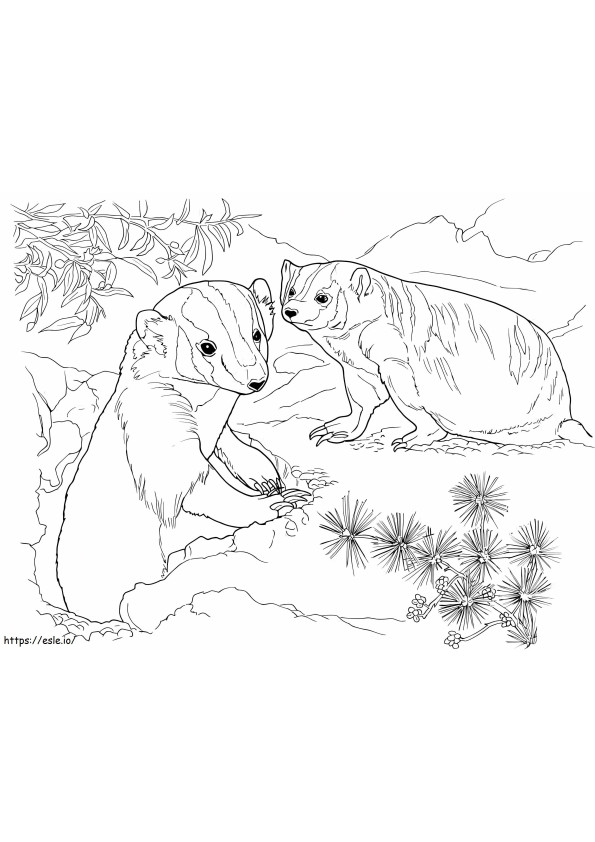 Badgers coloring page