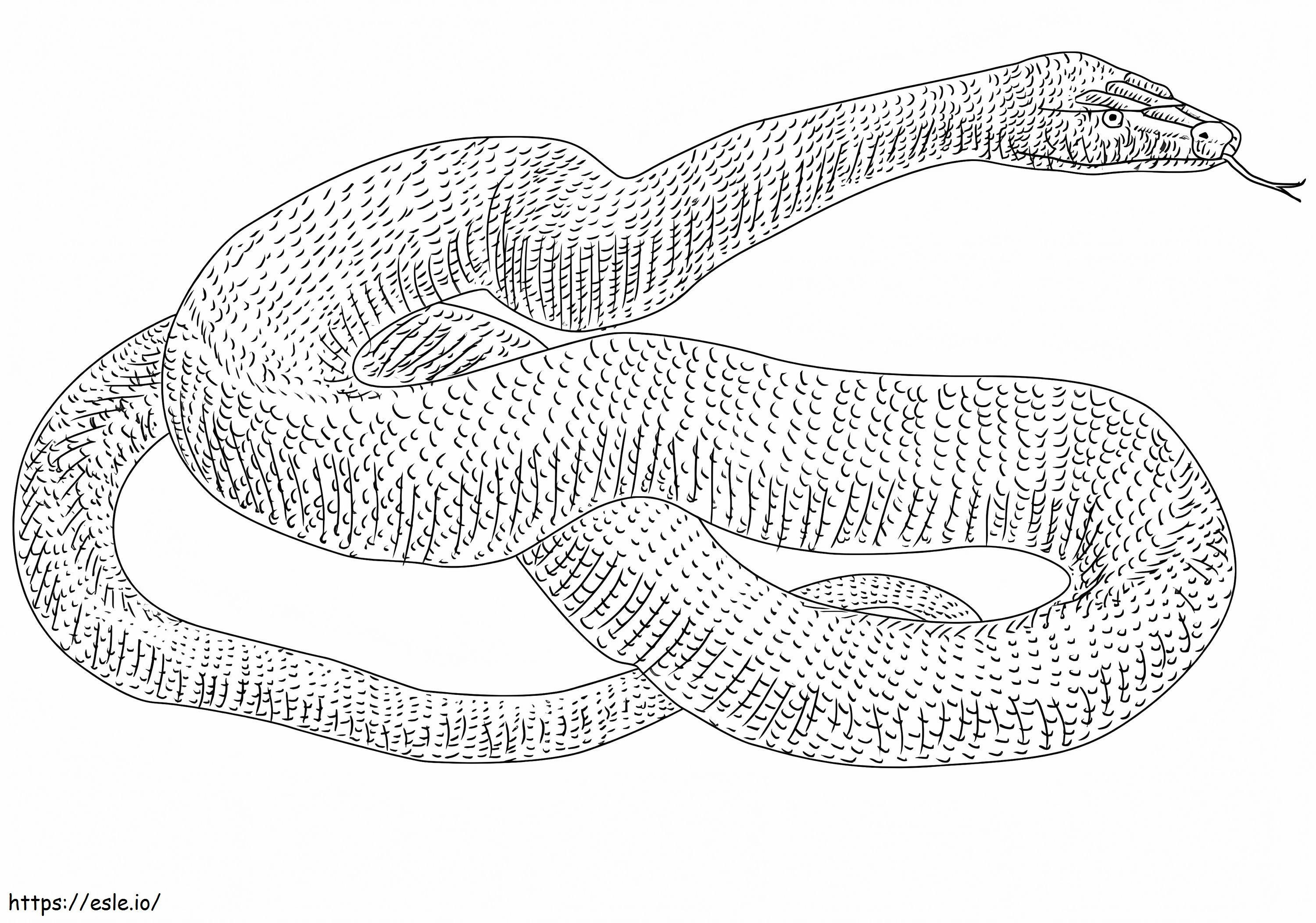 Serpente anaconda da colorare