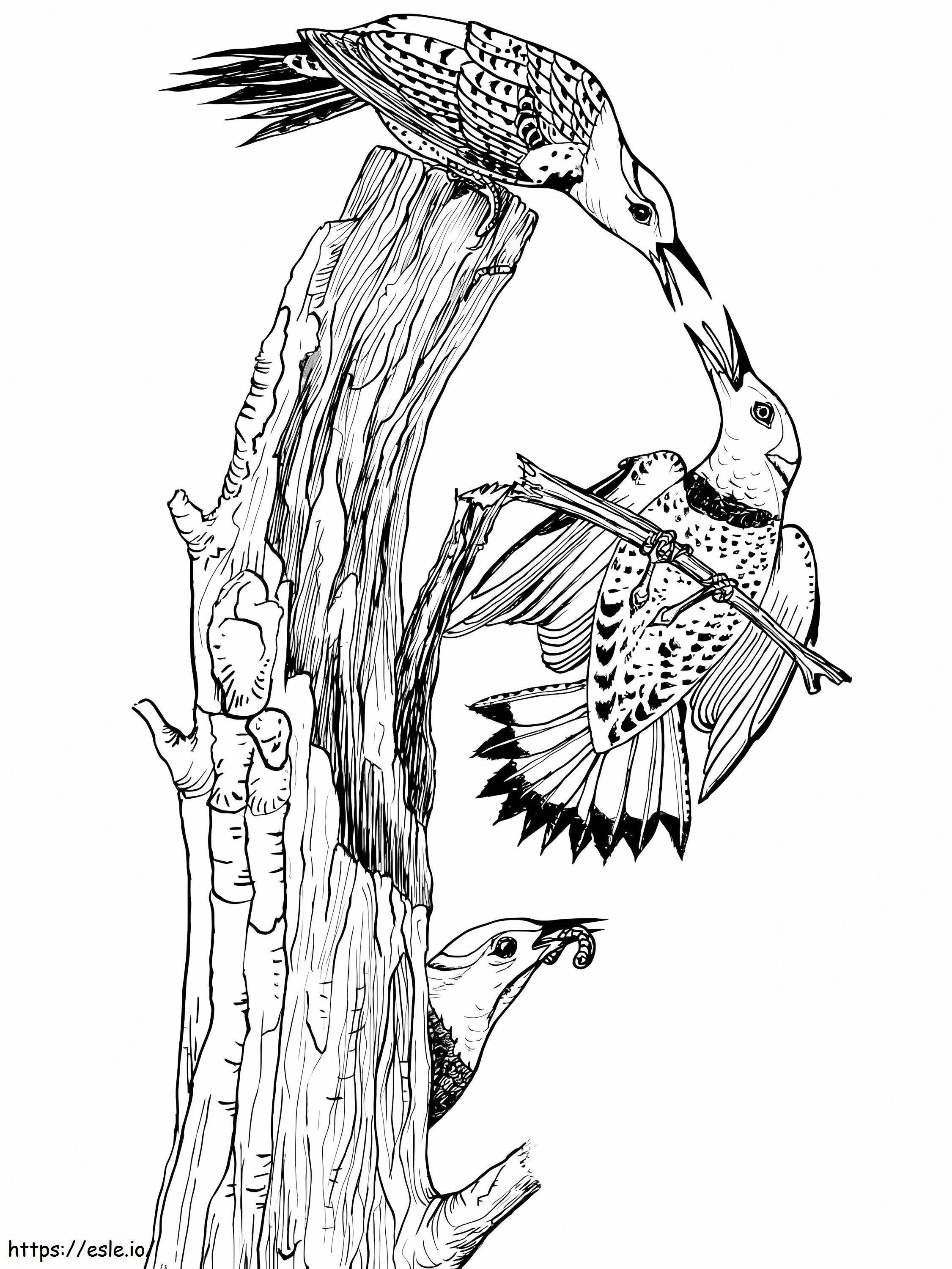 Northern Yellow Woodpecker coloring page