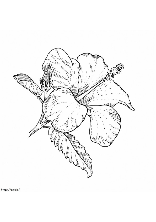 Coloriage Fleur d'Hibiscus 6 à imprimer dessin