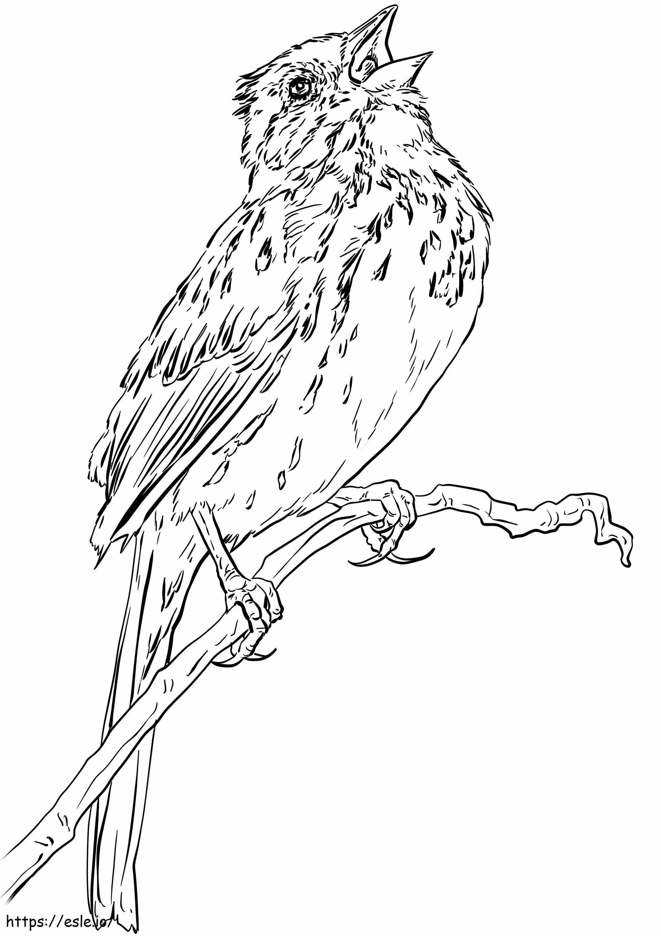 Vrabie cântătoare pe ramură de colorat