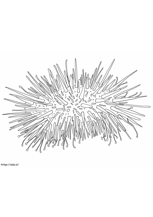 Seeigel zum Ausdrucken