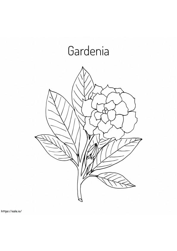 Gardenia 1 da colorare