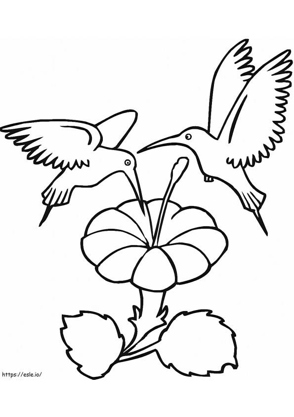Dua Burung Kolibri Dengan Bunga Gambar Mewarnai